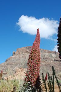 Auf Teneriffa gibt es an die 30 endemische Pflanzenarten.